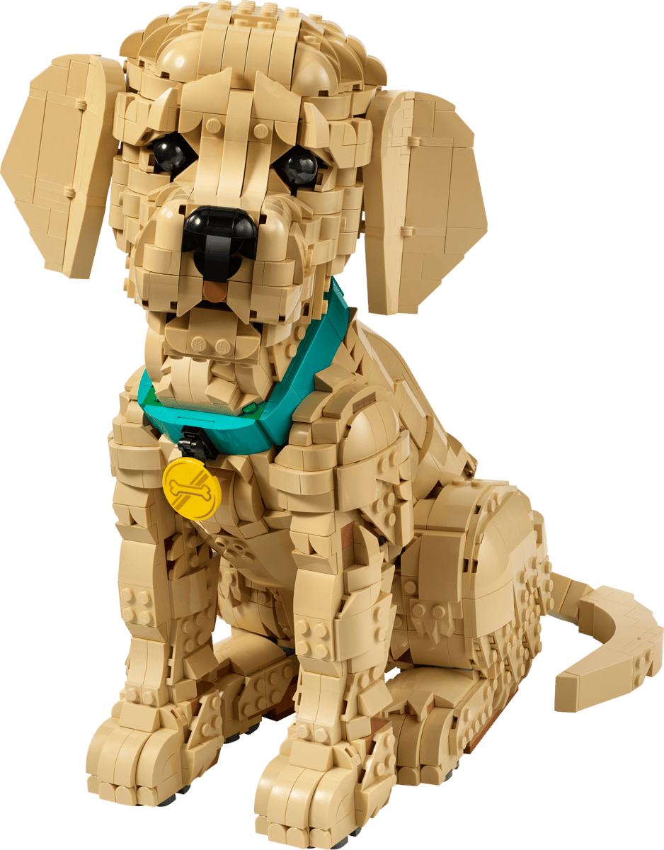 Golden Retriever Puppy